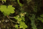 Saxifraga paradoxa 01