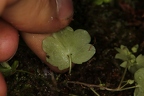 Saxifraga paradoxa 03