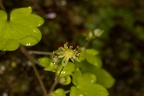Saxifraga paradoxa 02