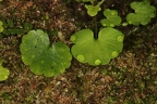 Saxifraga paradoxa 04