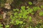 Saxifraga paradoxa 05