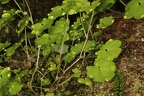 Saxifraga paradoxa 06