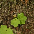 Saxifraga paradoxa 10