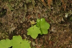 Saxifraga paradoxa 10