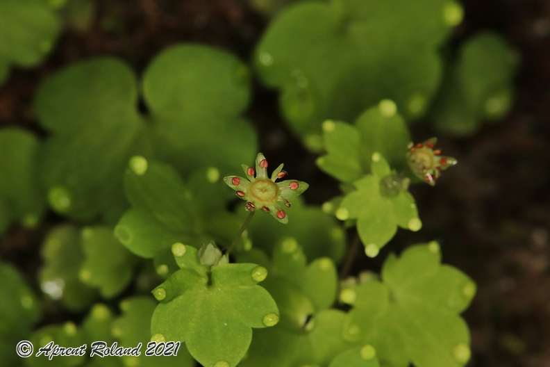 Saxifraga_paradoxa_09.jpg