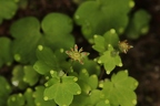 Saxifraga paradoxa 09