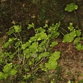 Saxifraga paradoxa 08