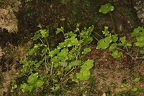 Saxifraga paradoxa 08