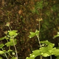 Saxifraga paradoxa 12
