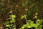 Saxifraga paradoxa 12