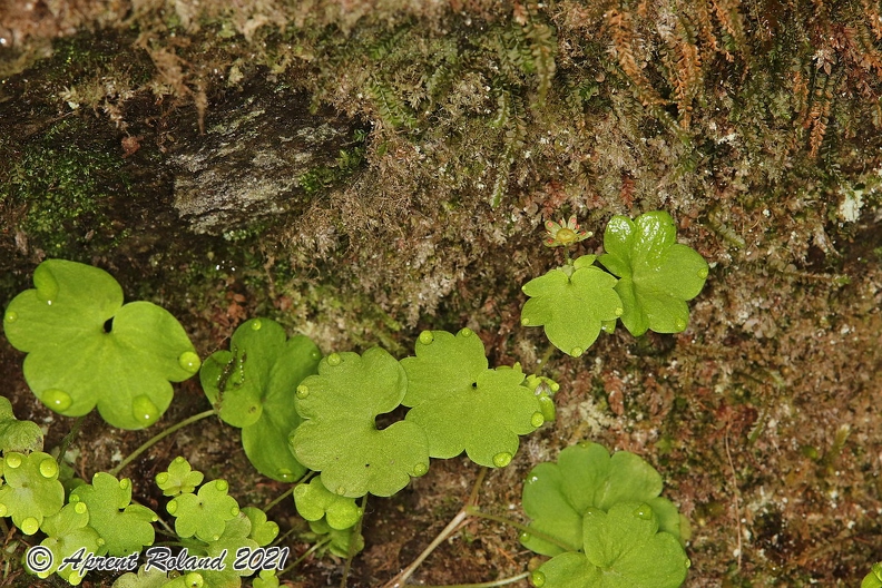 Saxifraga_paradoxa_11.jpg