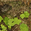 Saxifraga paradoxa 11