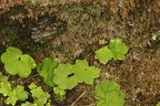 Saxifraga paradoxa 11
