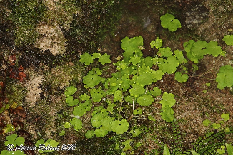 Saxifraga_paradoxa_14.jpg