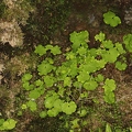 Saxifraga paradoxa 14