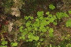 Saxifraga paradoxa 14