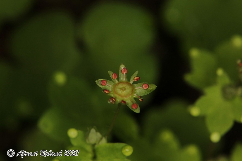 Saxifraga_paradoxa_16.jpg