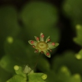 Saxifraga paradoxa 16