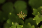 Saxifraga paradoxa 16