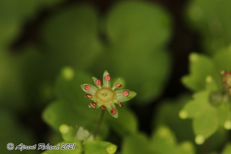 Saxifraga_paradoxa_15.jpg