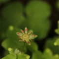 Saxifraga paradoxa 15