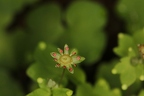 Saxifraga paradoxa 15
