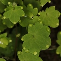 Saxifraga paradoxa 17