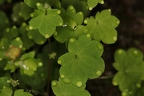 Saxifraga paradoxa 17