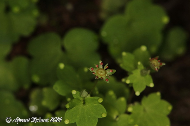 Saxifraga_paradoxa_18.jpg
