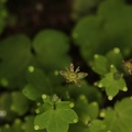 Saxifraga paradoxa 18
