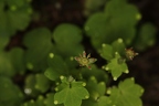 Saxifraga paradoxa 18