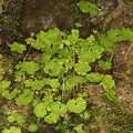 Saxifraga paradoxa 20