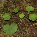 Saxifraga paradoxa 23