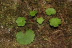 Saxifraga paradoxa 23