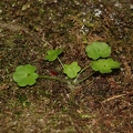 Saxifraga paradoxa 22