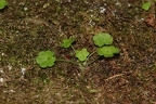 Saxifraga paradoxa 22