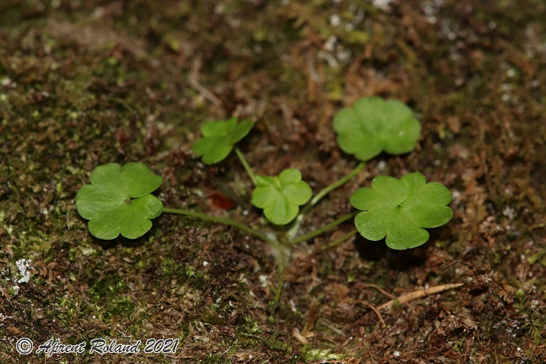 Saxifraga_paradoxa_25.jpg