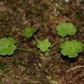 Saxifraga paradoxa 25