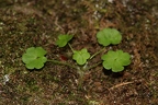 Saxifraga paradoxa 25