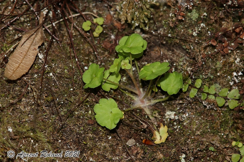 Saxifraga_paradoxa_24.jpg