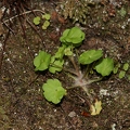 Saxifraga paradoxa 24