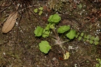 Saxifraga paradoxa 24