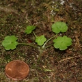 Saxifraga paradoxa 26