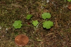 Saxifraga paradoxa 26
