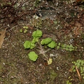 Saxifraga paradoxa 28