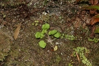 Saxifraga paradoxa 28