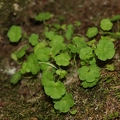 Saxifraga paradoxa 30