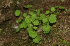 Saxifraga paradoxa 30