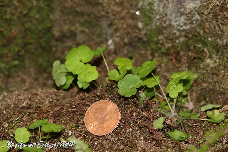 Saxifraga_paradoxa_29.jpg