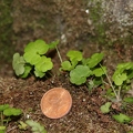 Saxifraga paradoxa 29